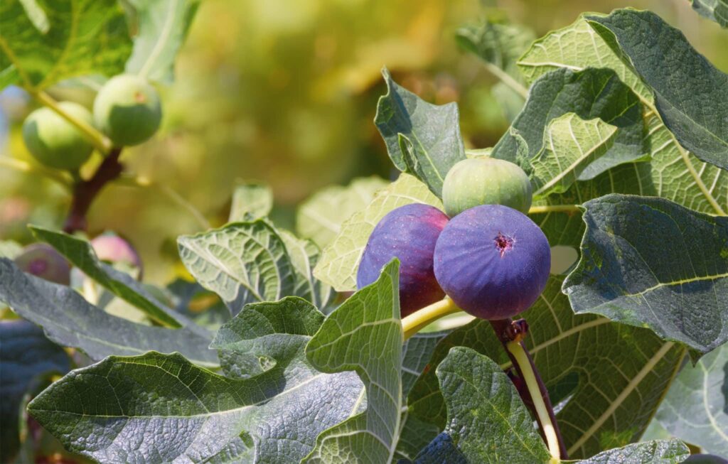 Ripe purple and unripe green figs growing on a fig tree, surrounded by lush green leaves in natural sunlight.