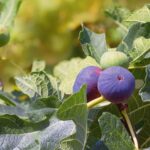 Ripe purple and unripe green figs growing on a fig tree, surrounded by lush green leaves in natural sunlight.