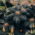 Dark flowers with starry golden centers surrounded by green leaves and closed buds in a lush garden setting.