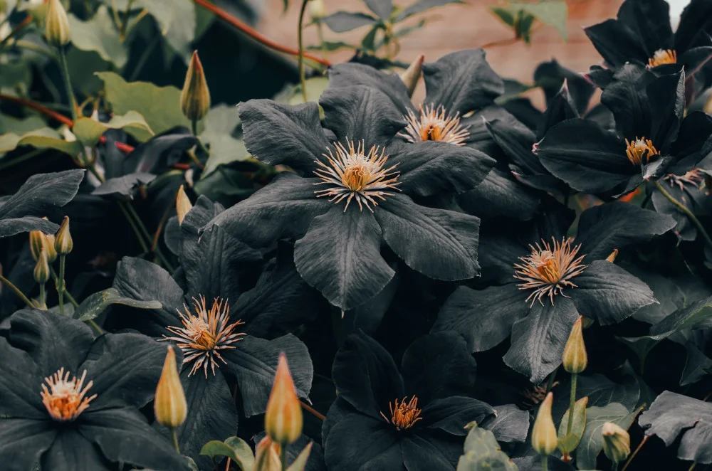 Dark flowers with starry golden centers surrounded by green leaves and closed buds in a lush garden setting.