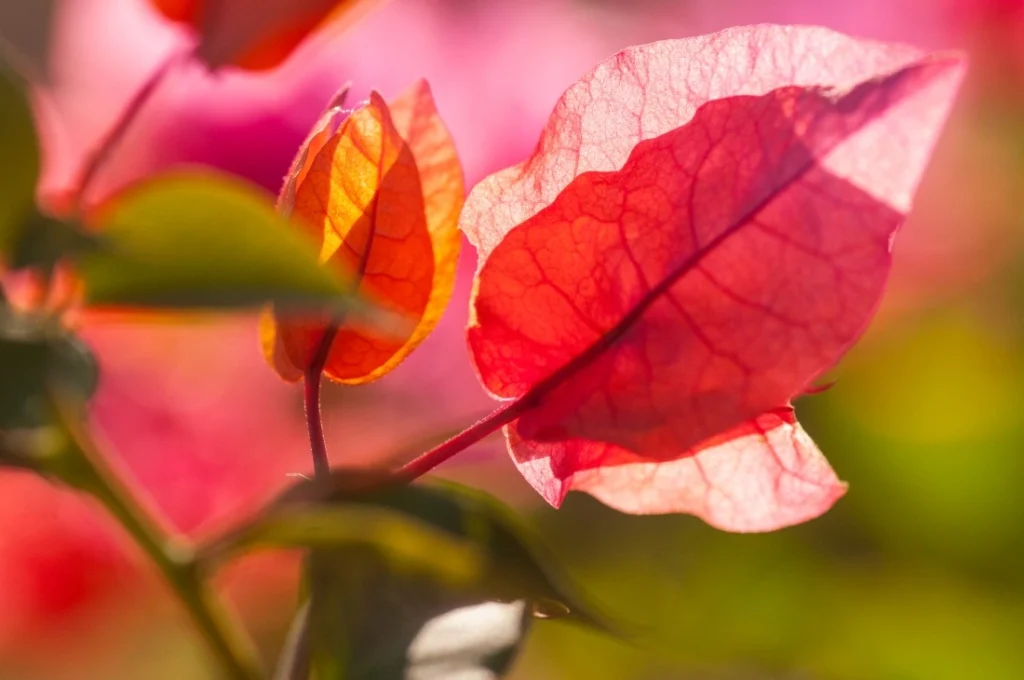 Delicate bougainvillea leaves in vibrant shades of pink and orange, illuminated by sunlight, against a softly blurred background.