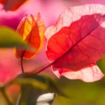 Delicate bougainvillea leaves in vibrant shades of pink and orange, illuminated by sunlight, against a softly blurred background.