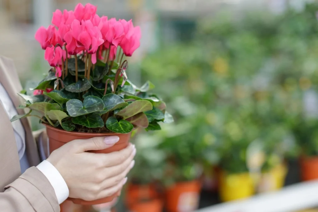 A person in a suit holds a vibrant pink cyclamen plant in a pot, surrounded by a lush background of greenery.