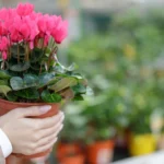 A person in a suit holds a vibrant pink cyclamen plant in a pot, surrounded by a lush background of greenery.