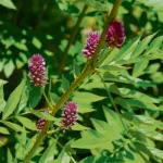 Purple flowers bloom amidst vivid green leaves, creating a vibrant display of color and texture in a lush setting.