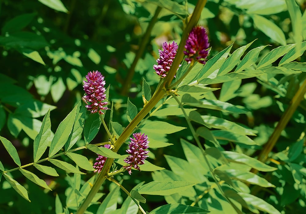 Purple flowers bloom amidst vivid green leaves, creating a vibrant display of color and texture in a lush setting.