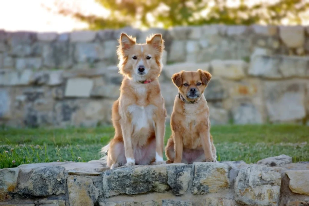 Two dogs sit attentively on a stone ledge, surrounded by grass and a blurred stone background, with sunlight filtering through trees.