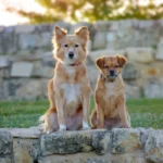 Two dogs sit attentively on a stone ledge, surrounded by grass and a blurred stone background, with sunlight filtering through trees.