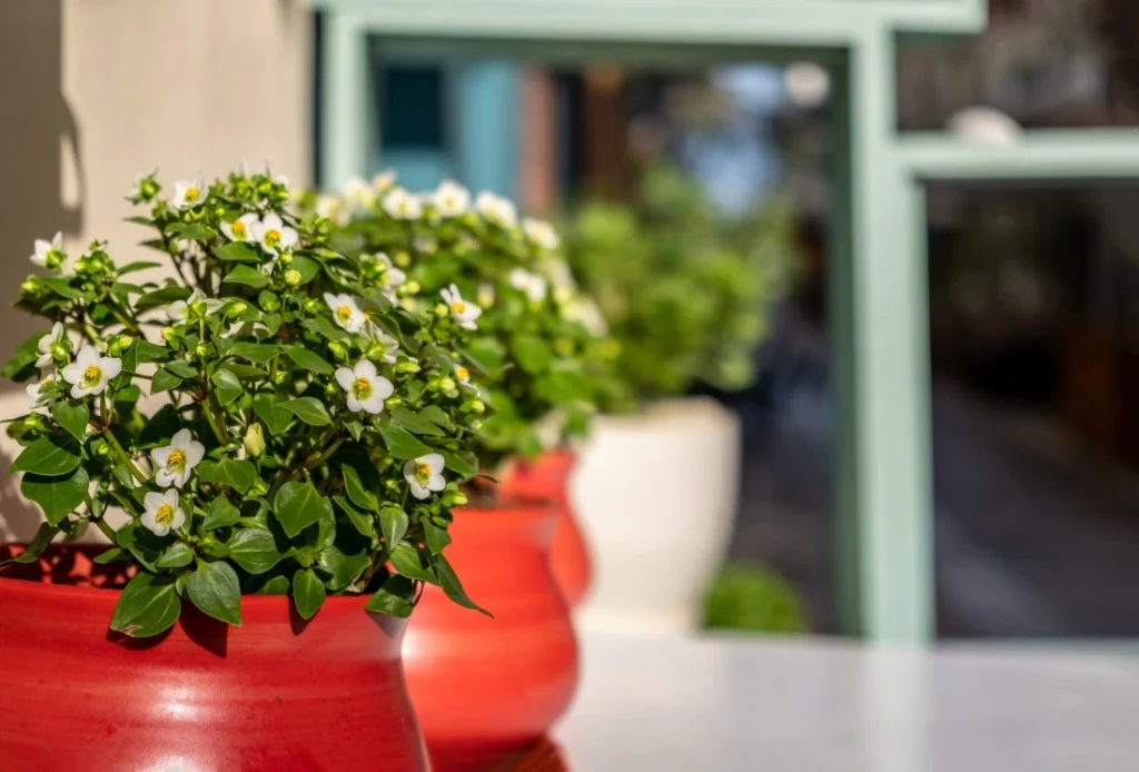 Vibrant green plants with white flowers bloom in red pots, set against a softly blurred background of greenery and light.