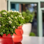 Vibrant green plants with white flowers bloom in red pots, set against a softly blurred background of greenery and light.