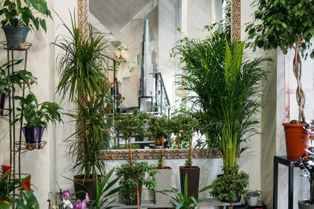 A vibrant display of various lush plants and a decorative mirror enhance this charming indoor space.