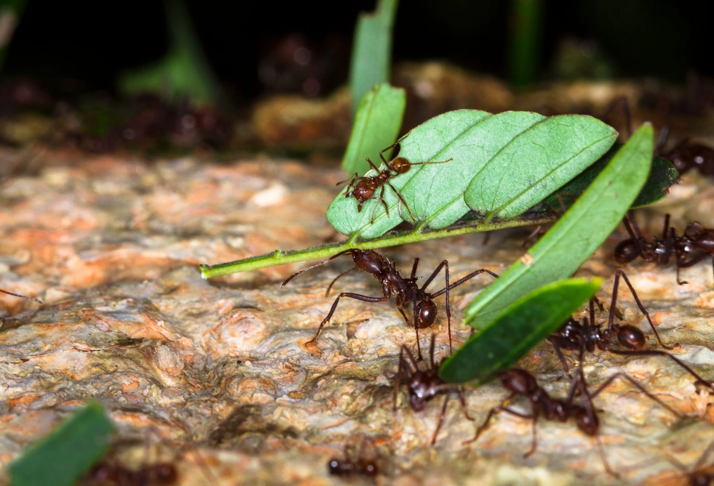 A group of leafcutter ants collaboratively transport green leaves across a textured surface, showcasing their industrious behavior.